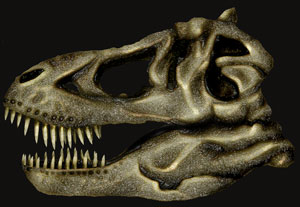 ティラノサウルス頭蓋骨