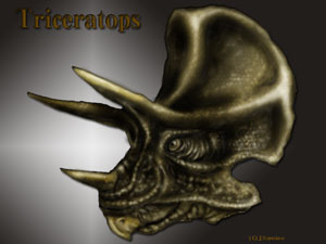 トリケラトプス頭部